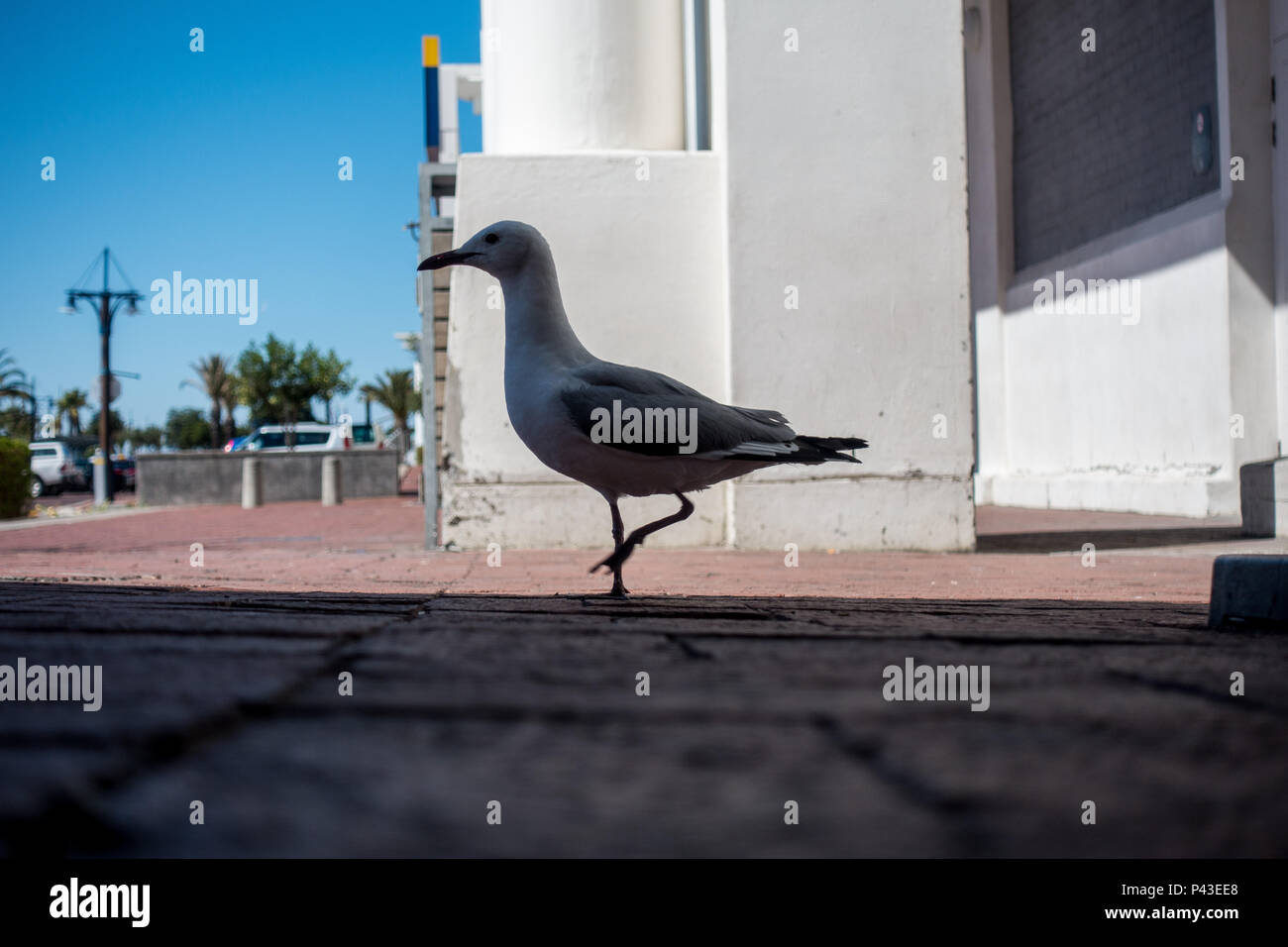 seagull on the sidewalk Stock Photo