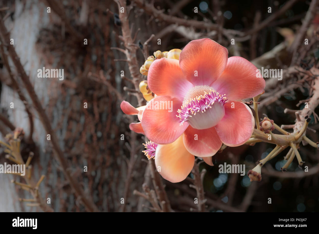 Orange Sala flower on Cannonball Tree or Sal flowers (Couroupita guianensis) in Thailand. Stock Photo