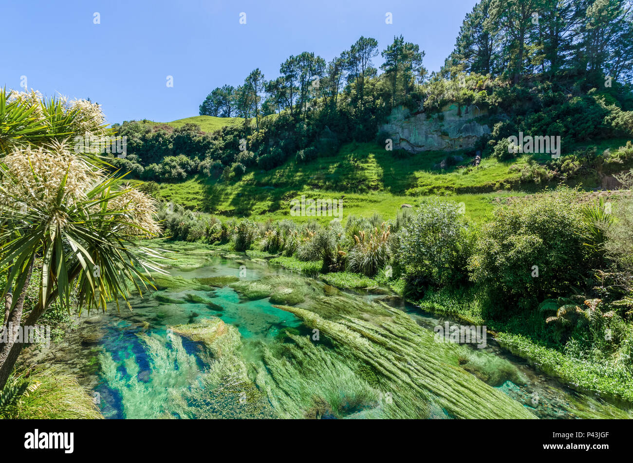 Blue Spring is located at Te Waihou Walkway,Hamilton New Zealand. It internationally acclaimed supplies around 70% of New Zealand's bottled water. Stock Photo