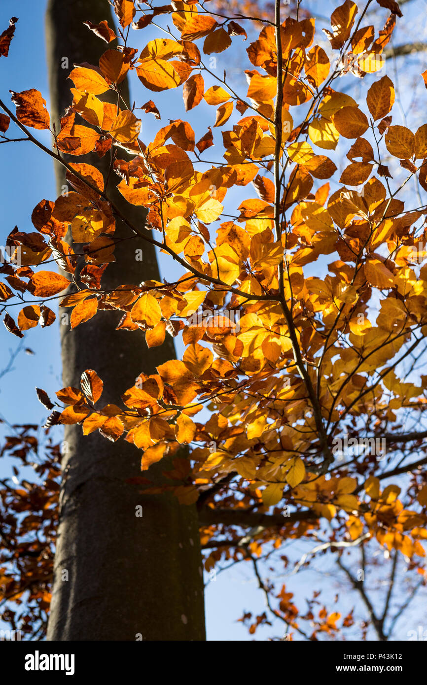 Close up of autumn leaves and tree on a bright sunny November afternoon, Luxembourg, Europe Stock Photo