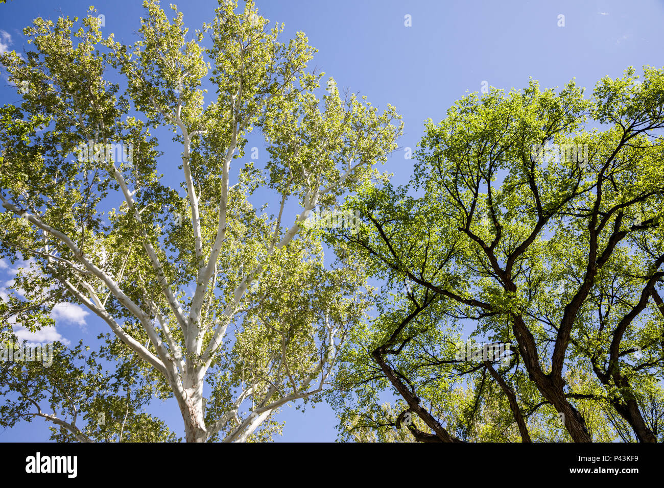 New mexico trees hires stock photography and images Alamy