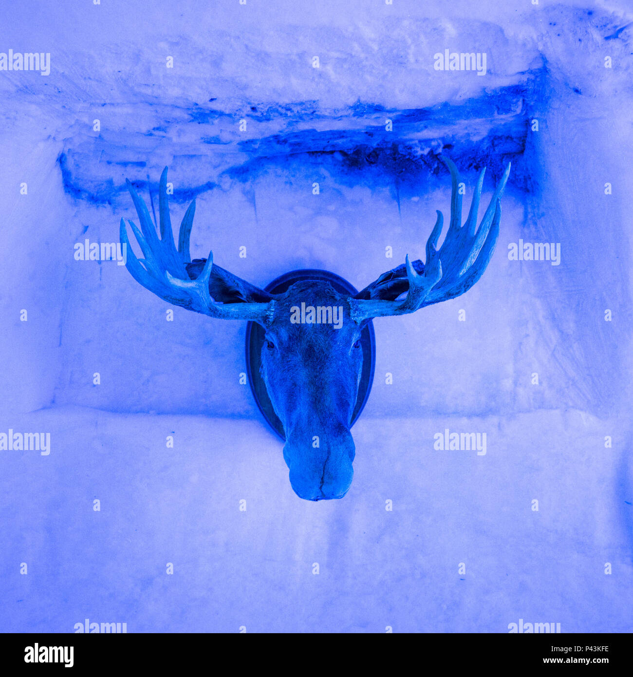 Moose head taxidermy trophy mounted hires stock photography and images