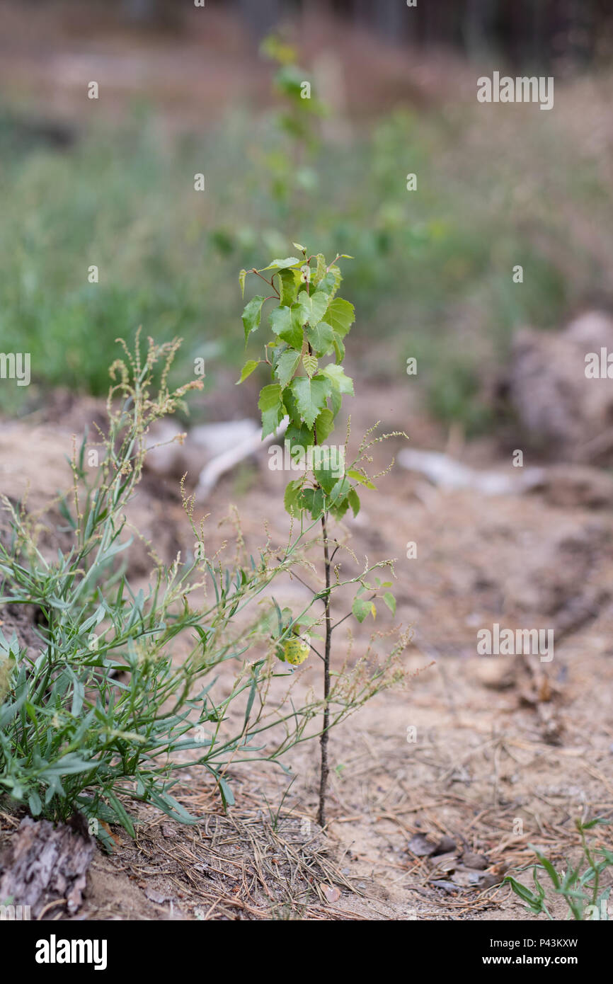 A young birch tree in the forest. Deciduous little plant in sandy soil