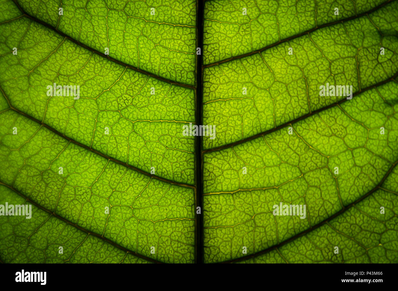 Background and wallpaper of green leaves texture and structure of leaf fiber, Macro and detail of green leaf. Stock Photo