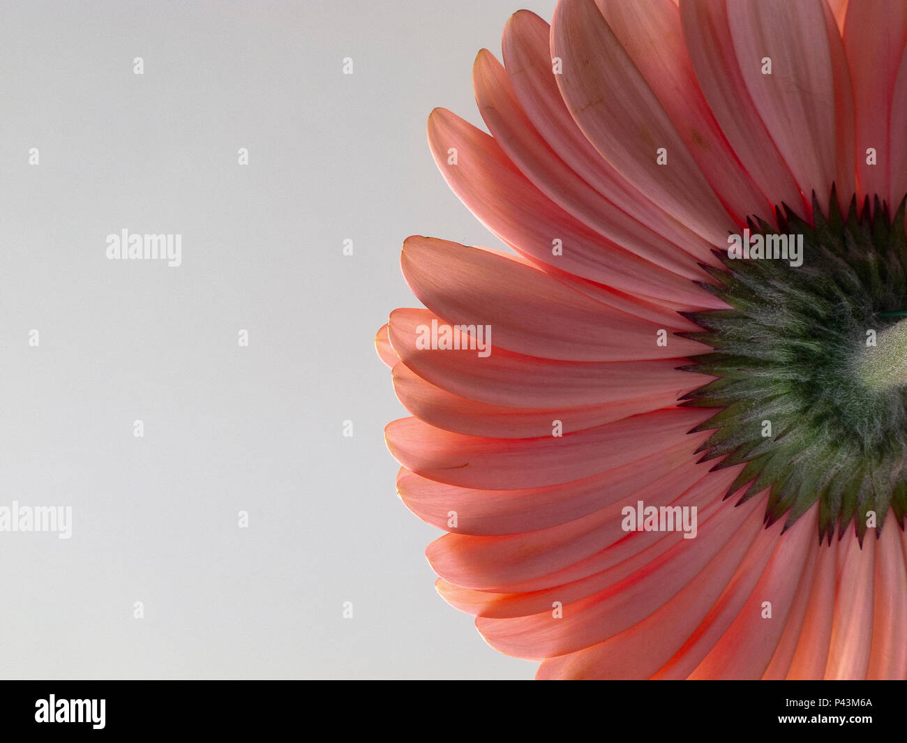 Pink gerbera flower petals photographed from below Stock Photo