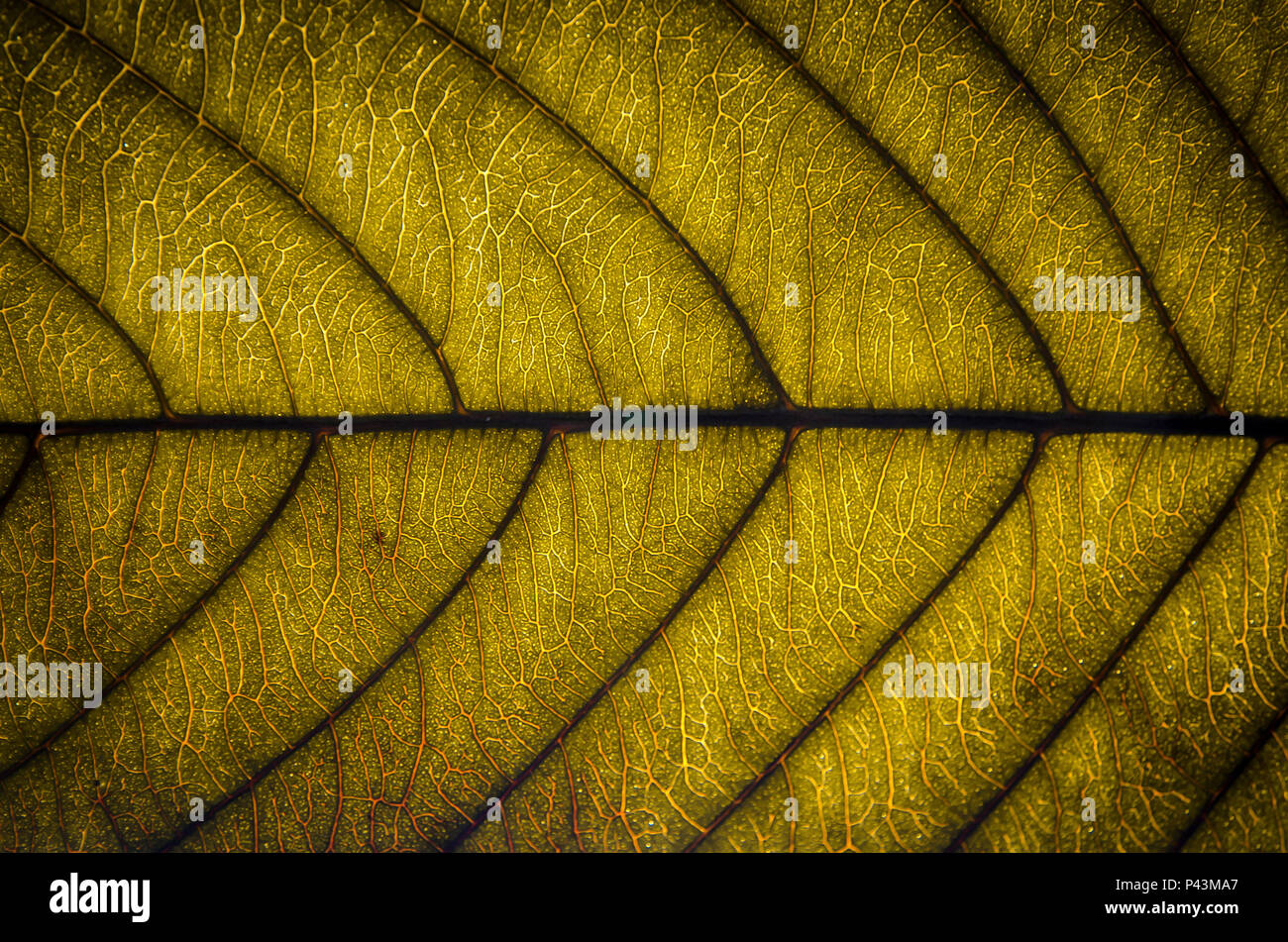 Background and wallpaper of yellow and dry leaves texture and structure of leaf fiber, Macro and detail of dry leaf Stock Photo - Alamy Background and wallpaper of yellow and dry leaves texture and structure of leaf fiber, Macro and detail of dry leaf Stock Photo - Alamy