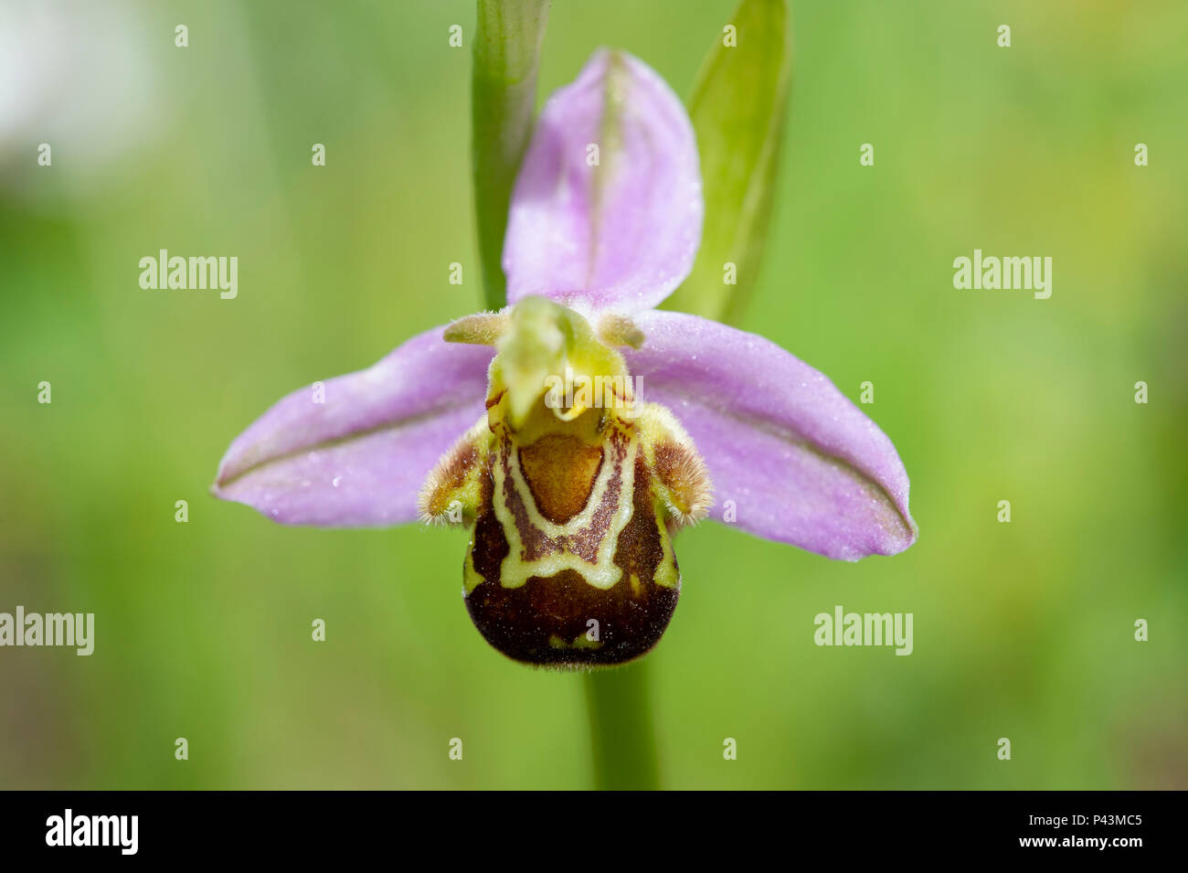 A native Bee Orchid (Ophrys apifera) growing wild in the UK Stock Photo