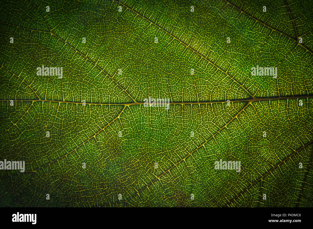 Background and wallpaper of green leaves texture and structure of leaf fiber, Macro and detail of green leaf. Stock Photo