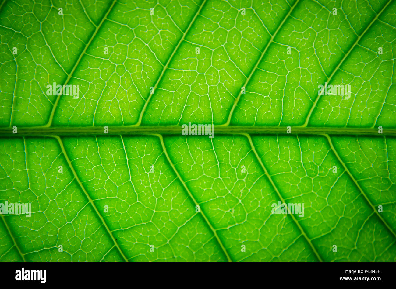 Background and wallpaper of green leaves texture and structure of leaf fiber, Macro and detail of green leaf. Stock Photo