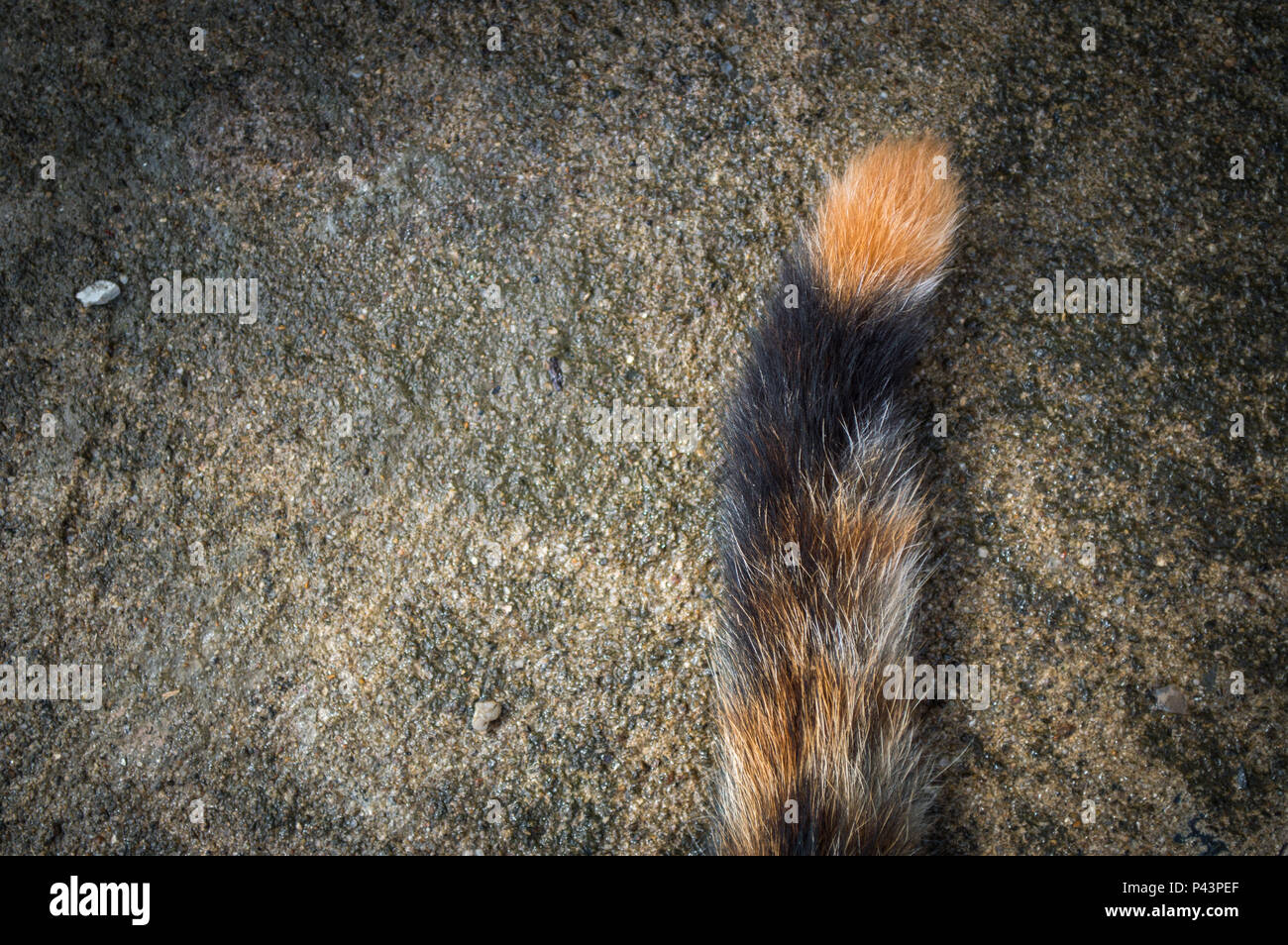 Cat tail Stock Photo