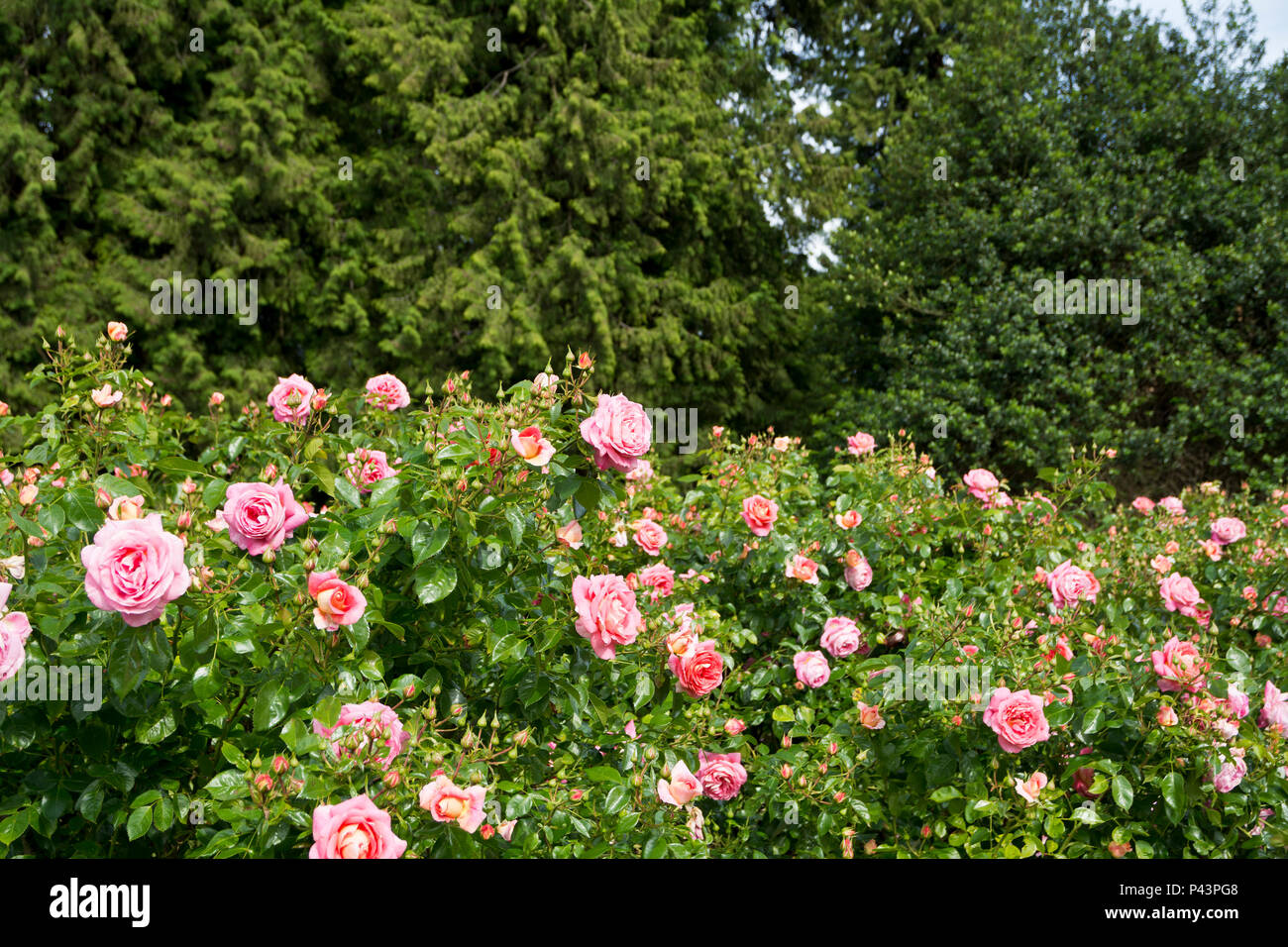 https://c8.alamy.com/comp/P43PG8/beautiful-pink-roses-in-the-vancouver-stanley-park-rose-gardens-june-2018-P43PG8.jpg