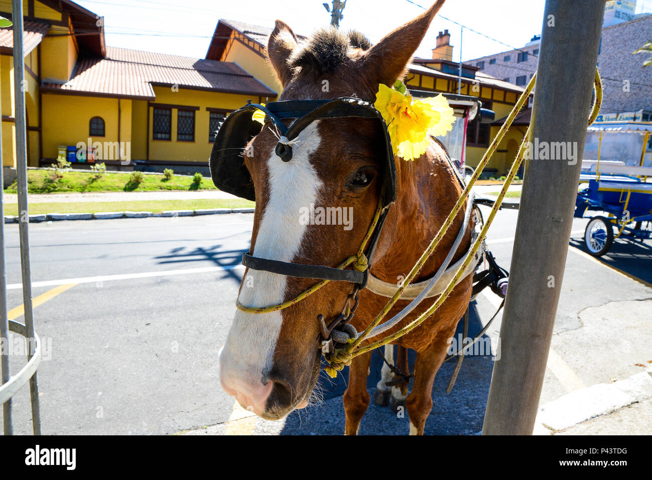 Charrete para levar turistas para passear em frente ao EspaÃ§o Cultural da UIrca. PoÃ§os de Caldas/MG, Brasil 25/08/2013. Foto: Alexandre Carvalho / Fotoarena Stock Photo