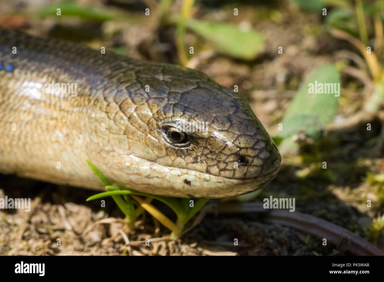 Slow Worm (Anguis fragilis). Macro photo. Male Stock Photo - Alamy