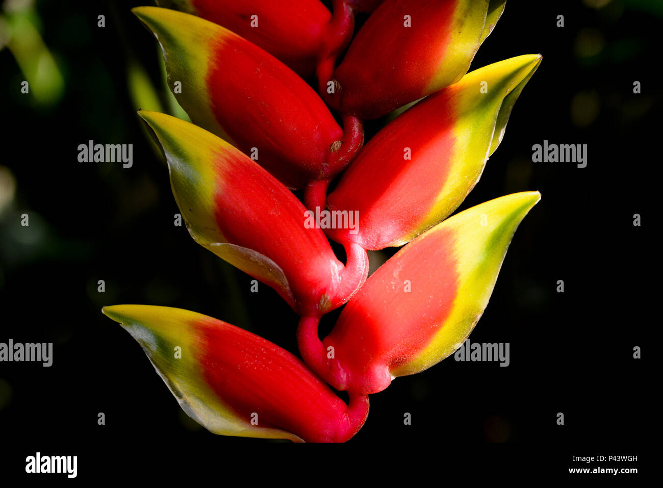 Pequenas flores hi-res stock photography and images - Alamy