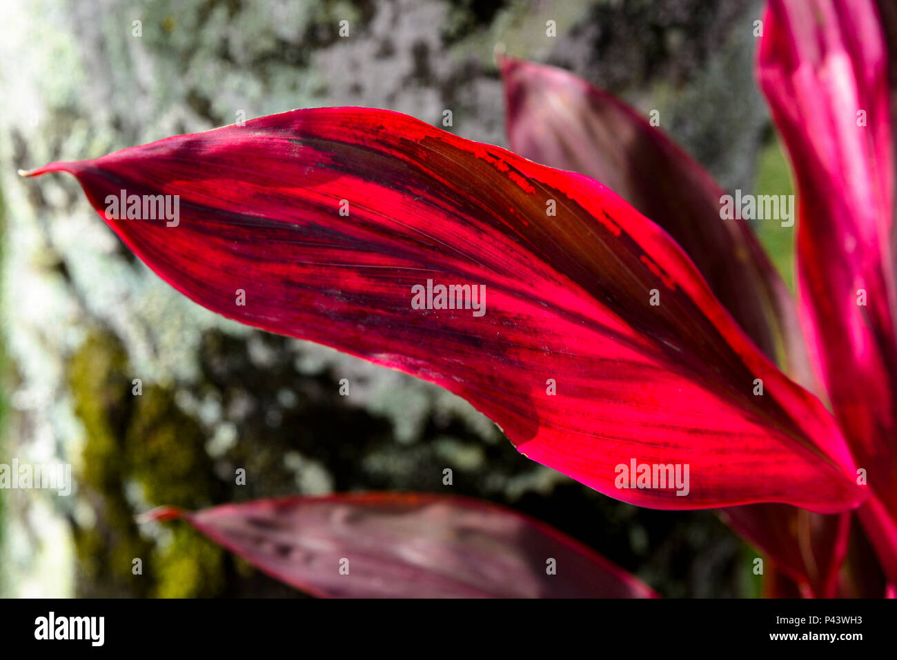 Alexandre carvalho alefotos natureza flor flores planta folha vermelha  hi-res stock photography and images - Alamy