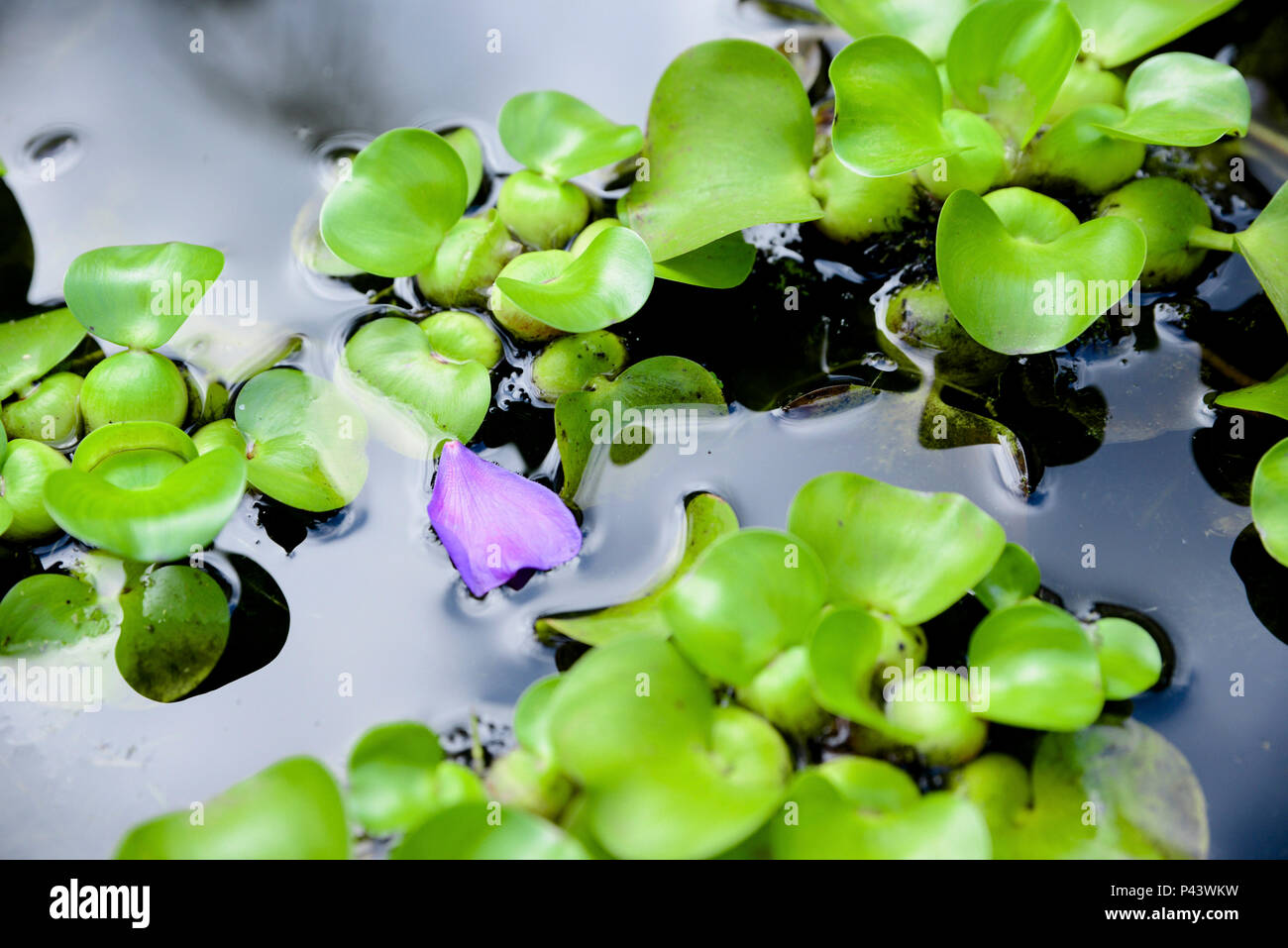 Como flores hi-res stock photography and images - Alamy