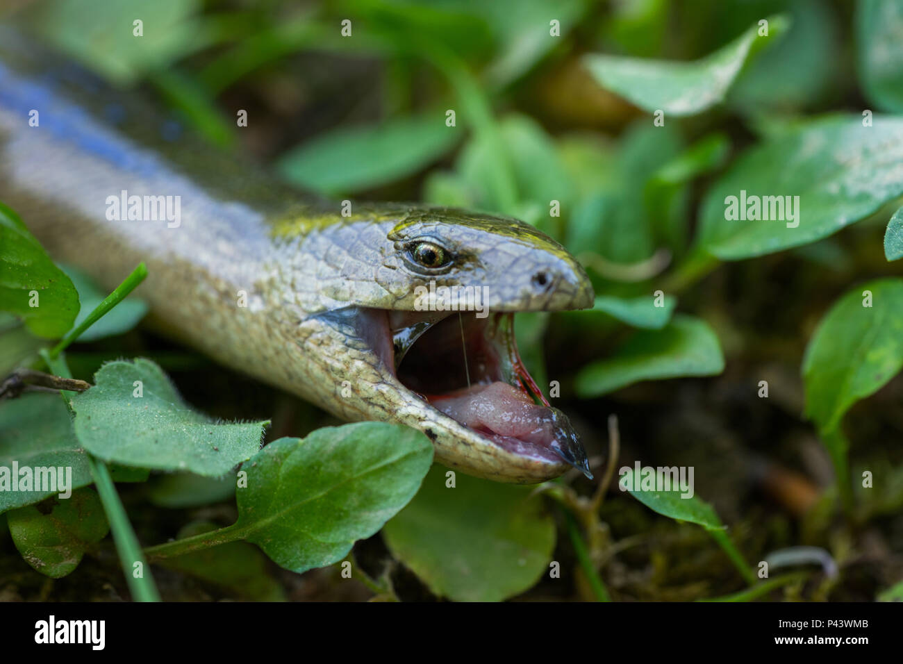 Slow Worm (Anguis fragilis) in Natural Habitat. Male Stock Photo Alamy