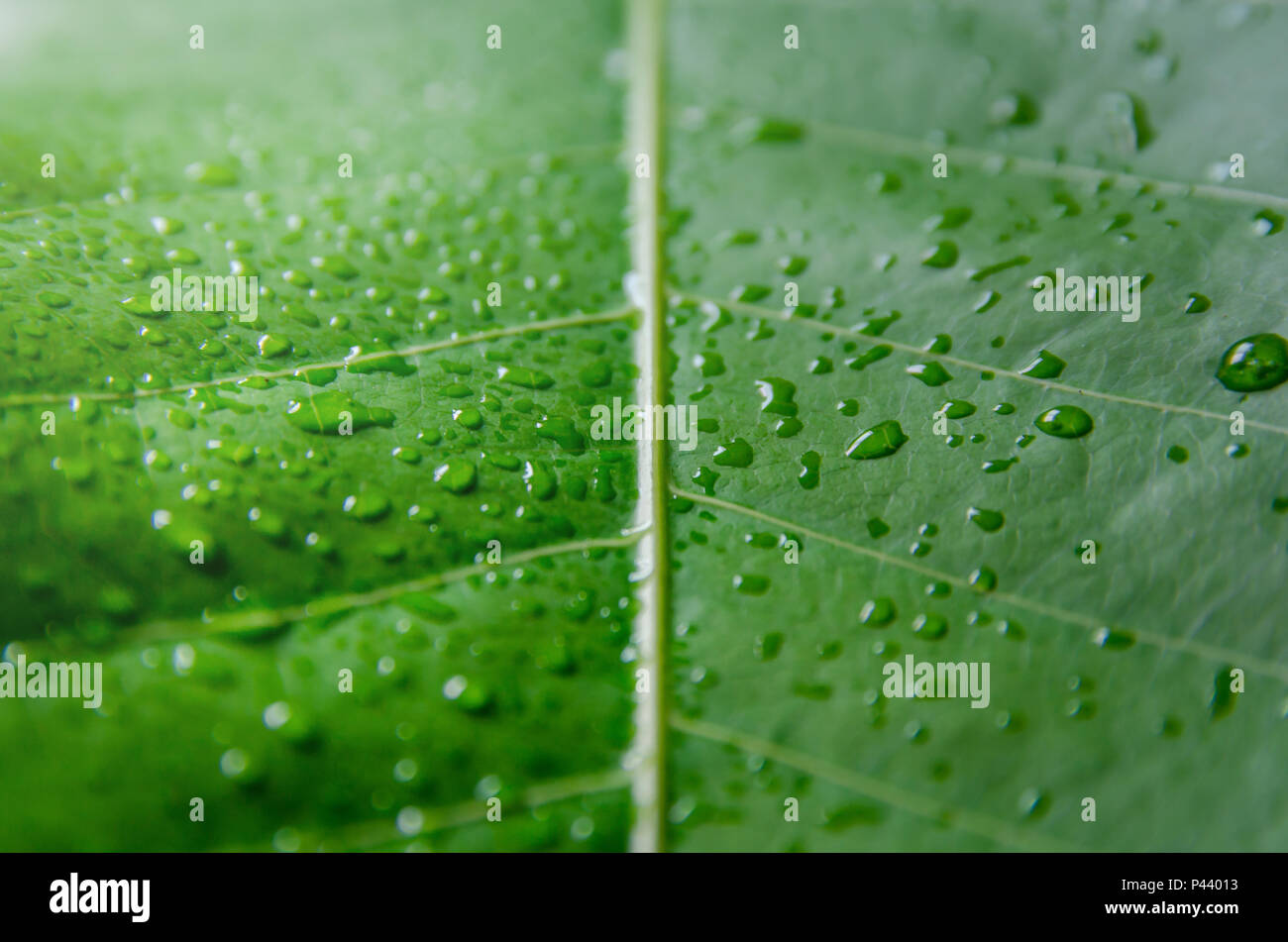 Background and wallpaper of green leaves texture and drop of water on the leaf, Macro and detail of green leaf with water droplet. Stock Photo