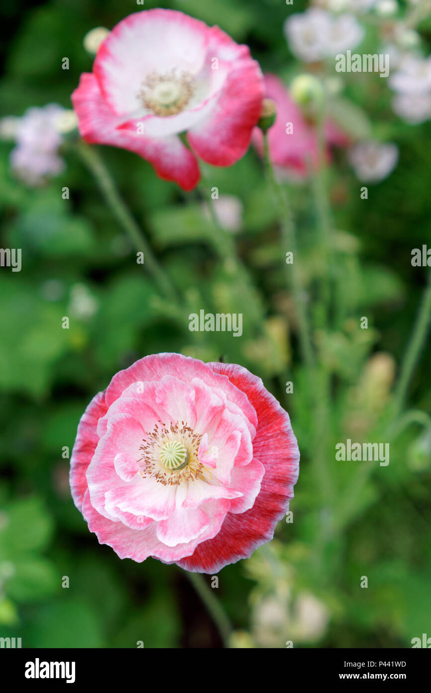 Pink and white semi double Shirley poppy flowers in spring Stock Photo