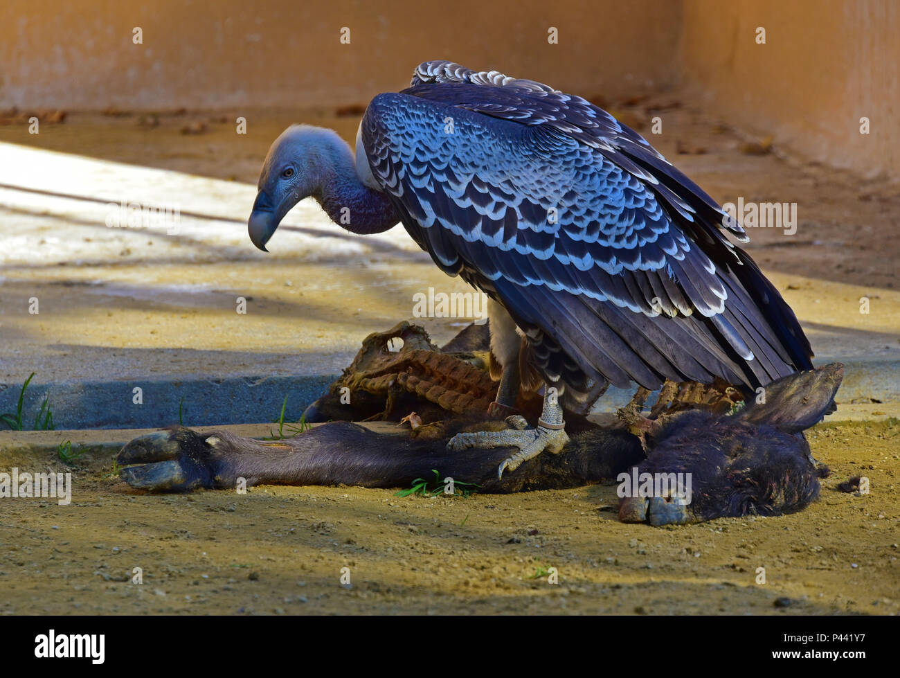 Local Rome Animals Rome (Italy) - A visit to the Biopark, a zoological park in the heart ...