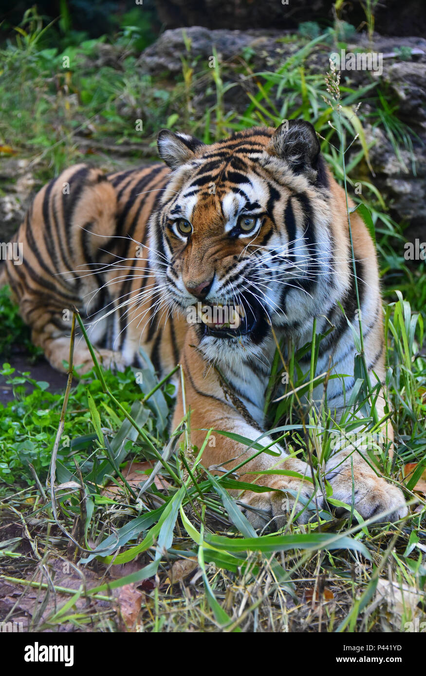 Local Rome Animals Rome (Italy) - A visit to the Biopark, a zoological park in the heart ...