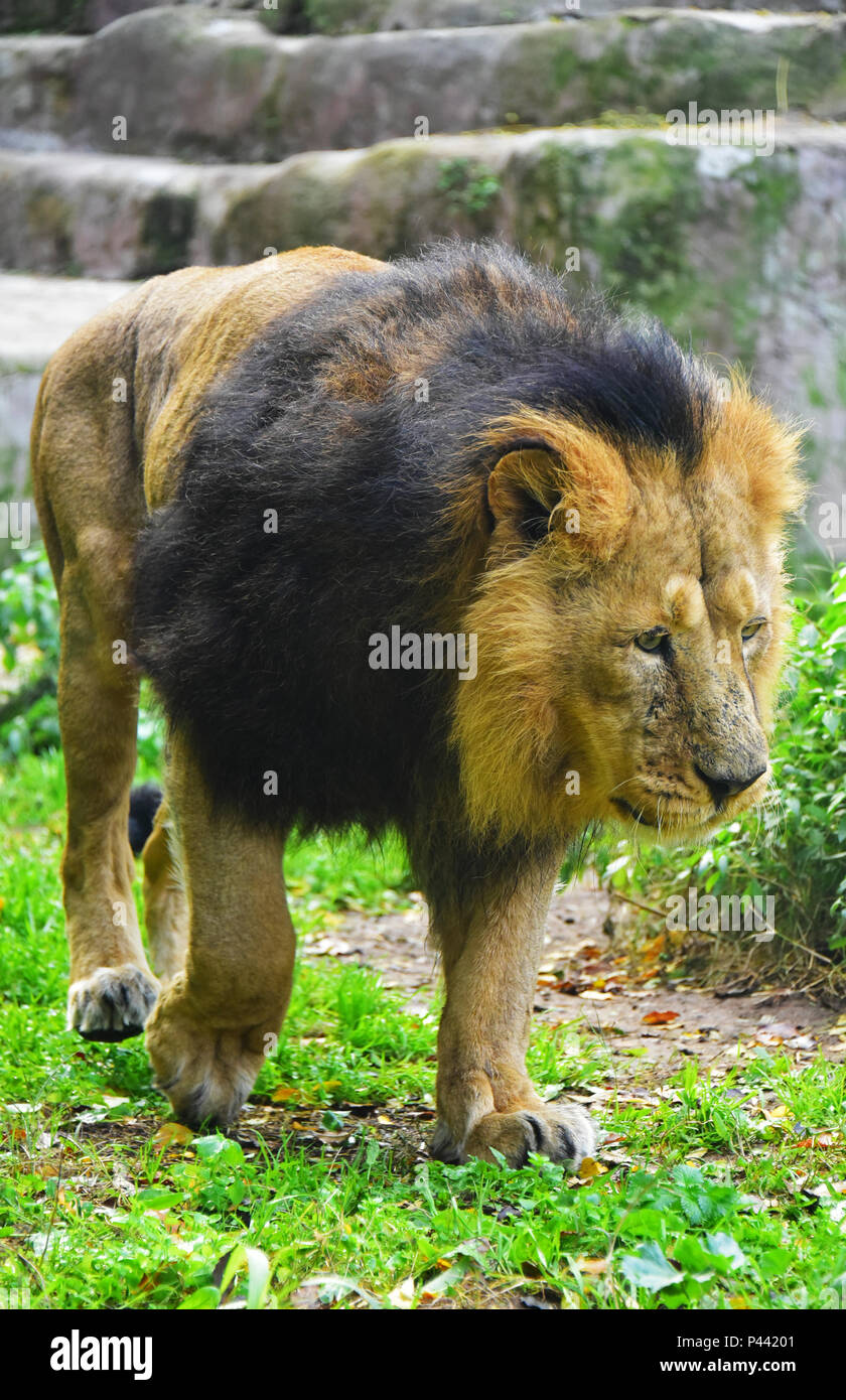 Local Rome Animals Rome (Italy) - A visit to the Biopark, a zoological park in the heart ...