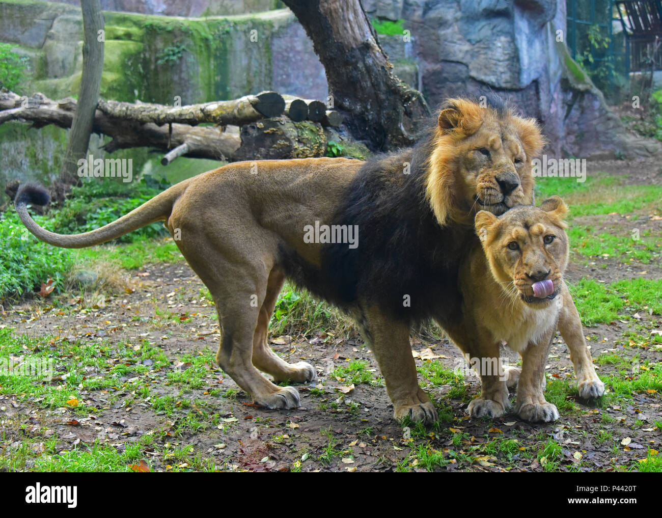 Local Rome Animals Rome (Italy) - A visit to the Biopark, a zoological park in the heart ...