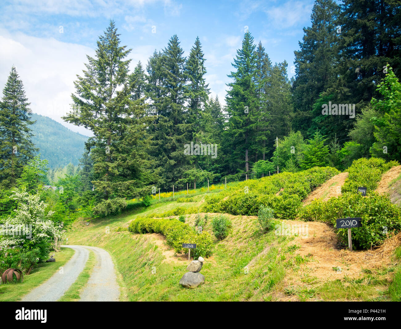 A view of the gorgeous Westholme Tea Farm, Canada's only commercial tea growing farm, near Duncan, British Columbia, Canada. Stock Photo