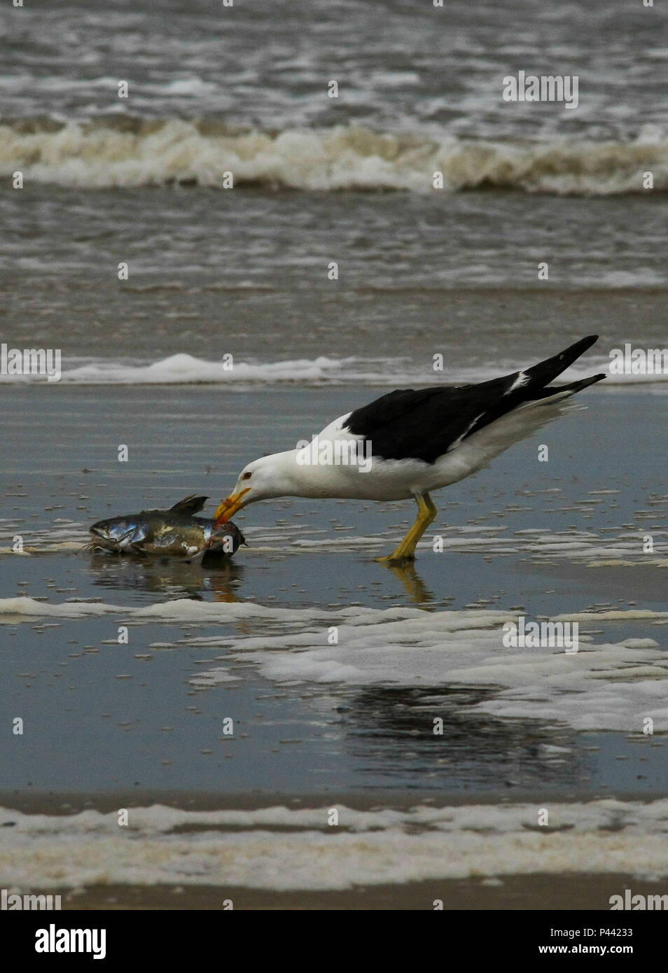 Gaivota alimentando-se na beira da praia com gaivota sobrevoando em  Tramandai litoral Norte do Rio Grande do Sul - Data: 31/10/2013 Foto :  Carlos Eduardo Quadros / Fotoarena Stock Photo - Alamy, image size:954x1390