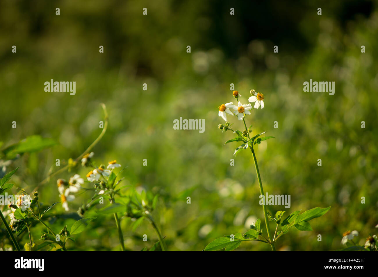 spanish needle grass, blackjack, beggarticks, cobbler's pegs Stock