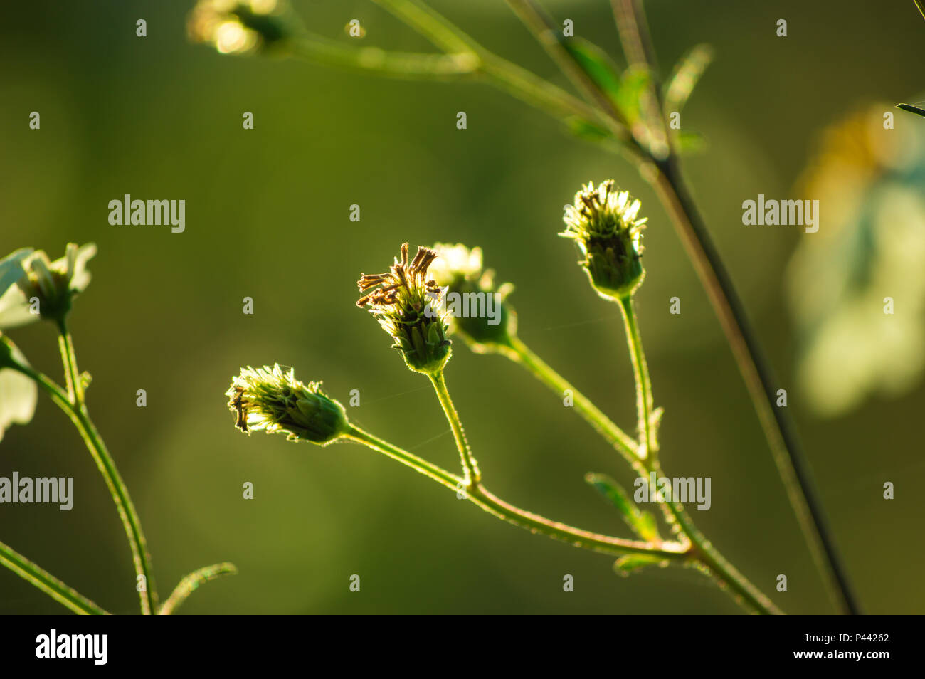 spanish needle grass, blackjack, beggarticks, cobbler's pegs Stock