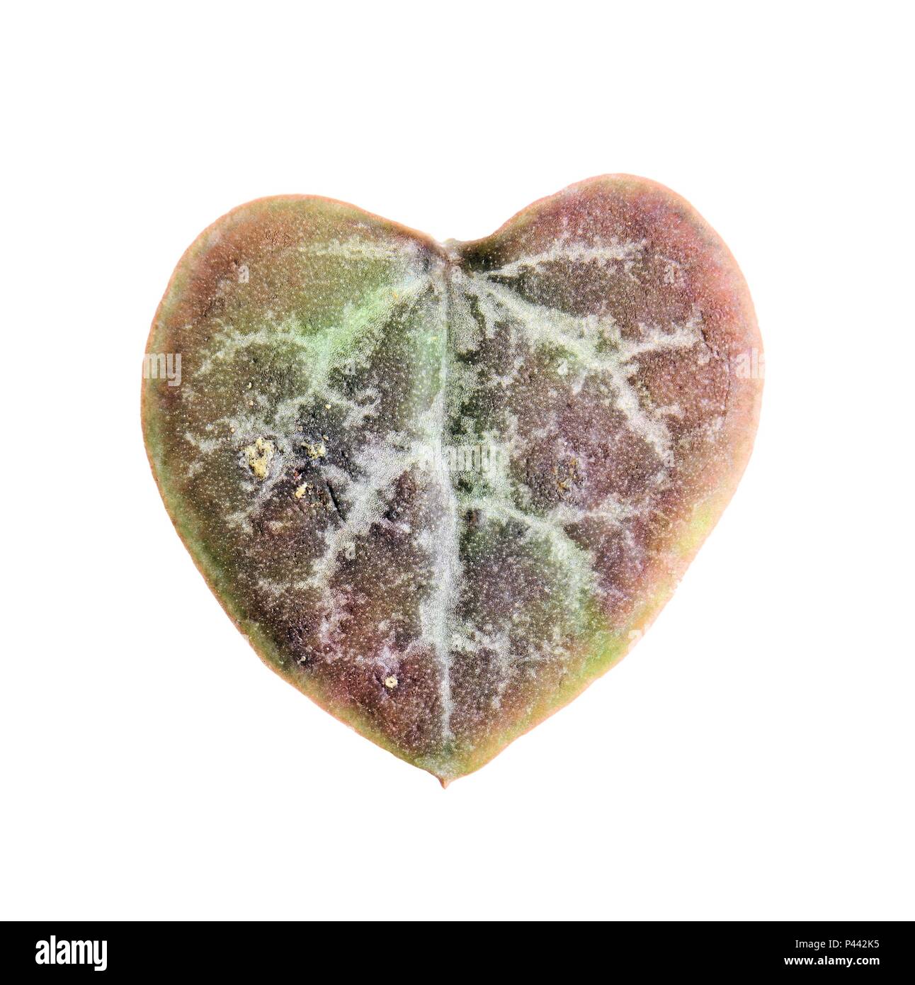 Leaf shaped heart isolated on white. Ceropegia woodii. Stock Photo