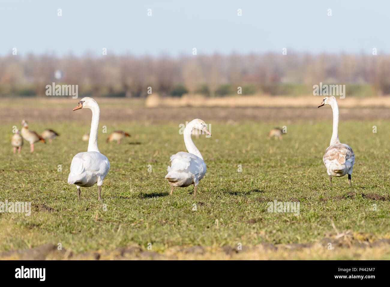 Three swans are walking in a field on a beautiful day in winter. In the background there are a few geese. Stock Photo