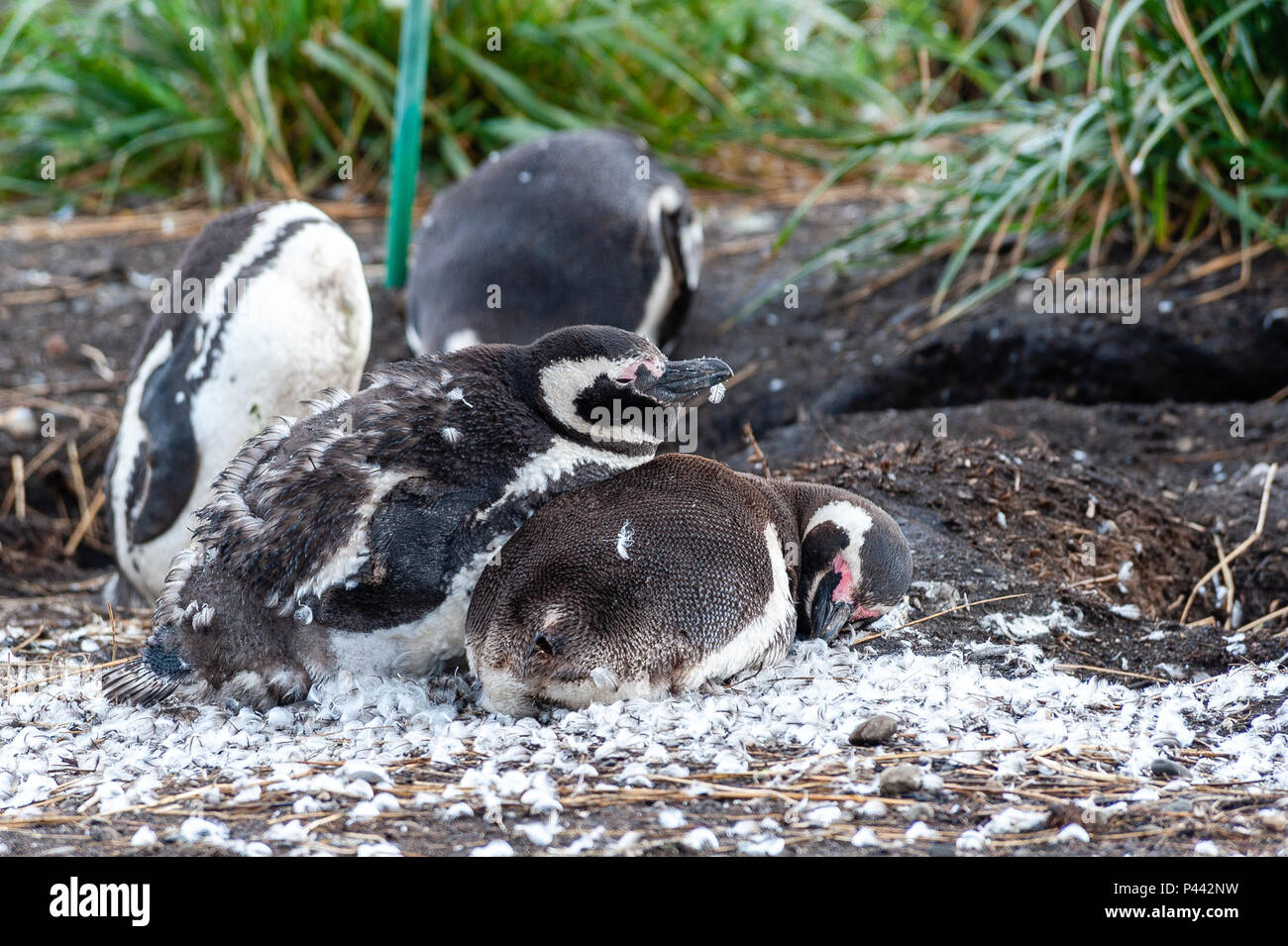 Magellanic Penguins, Isla Martillo, Estancia Haberton, Ushuaia