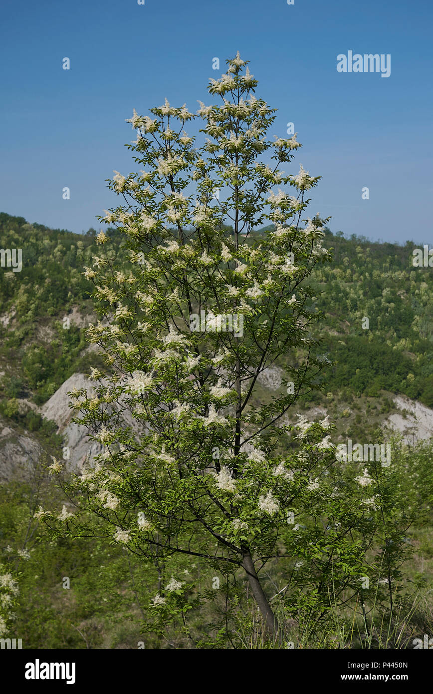 Fraxinus ornus blossom Stock Photo