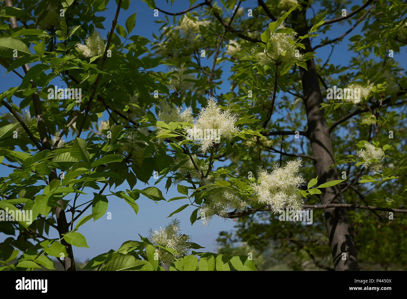 Fraxinus ornus blossom Stock Photo