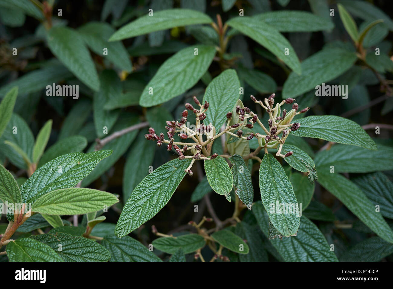 Viburnum rhytidophyllum Stock Photo Alamy