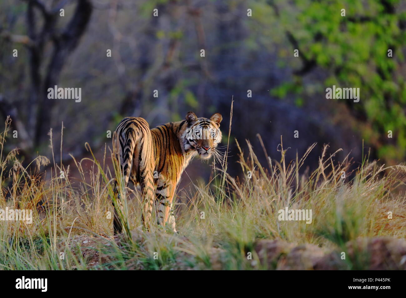 A Magnificent Royal Bengal Tiger in its natural habitat glowing in the