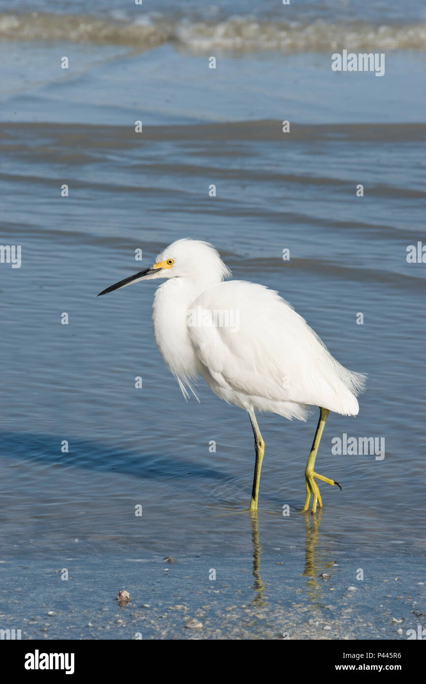 An Egret, a wading bird, feeds on Sanibel Island beach, a barrier island near Fort Myers