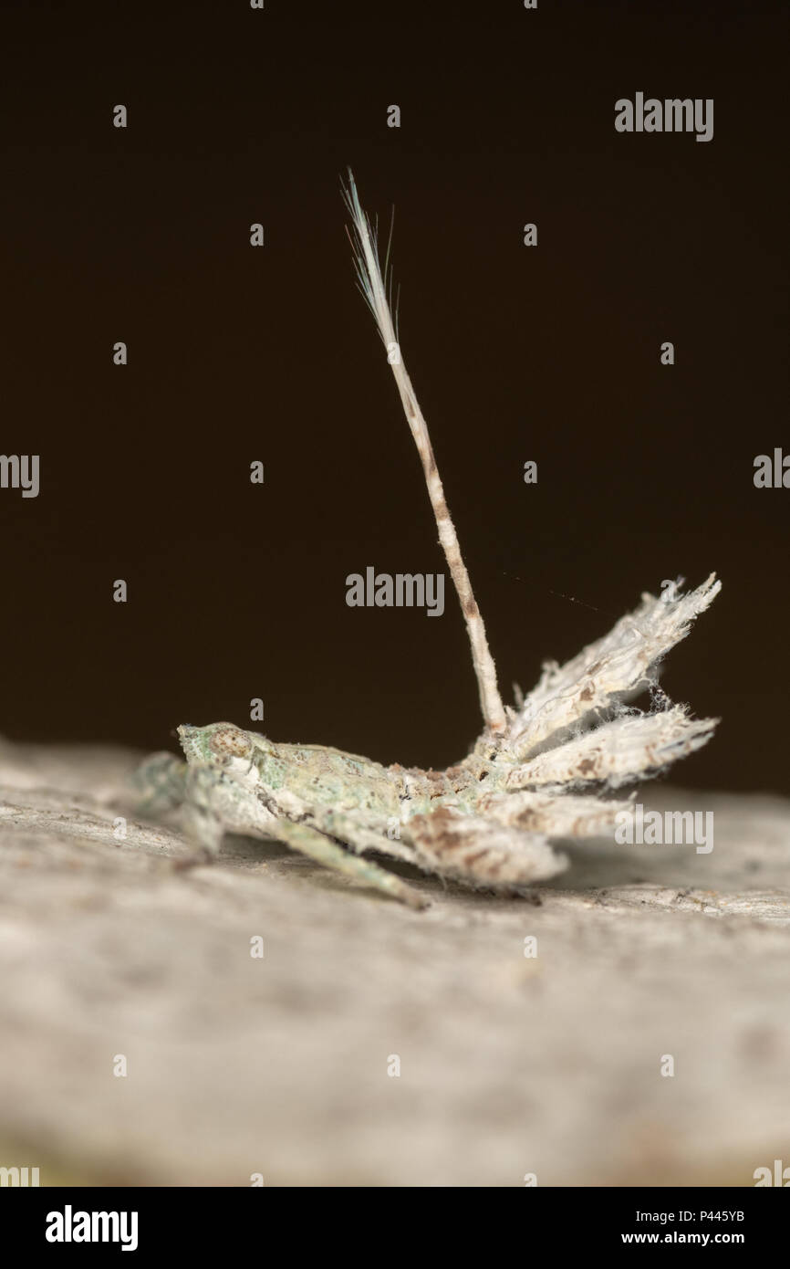 A Eurybrachyidae planthopper nymph, genus: Thessitus Stock Photo