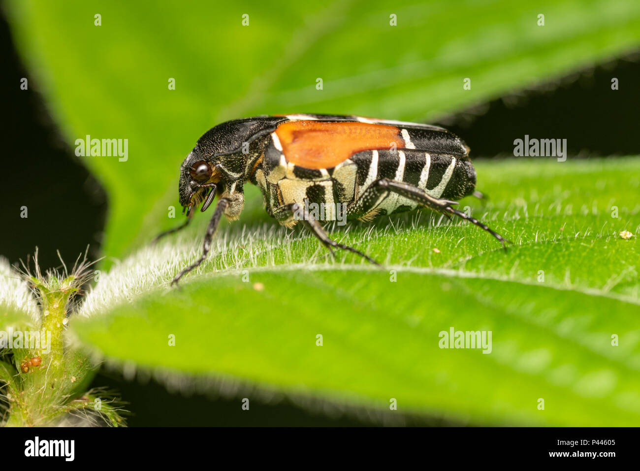 Taeniodera malabariensis simillima, Scarabaeidae Beetle. Kaeng Krachan National Park, Thailand. Stock Photo