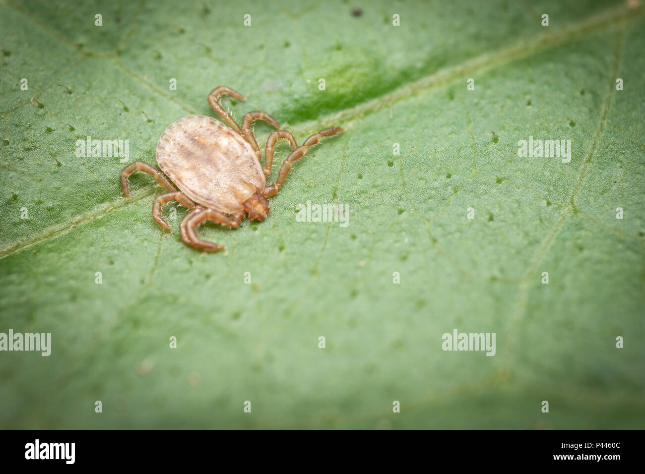 Ticks are small arachnids, part of the order Parasitiformes. Along with mites, they constitute the subclass Acari. Ticks are ectoparasites (external p Stock Photo