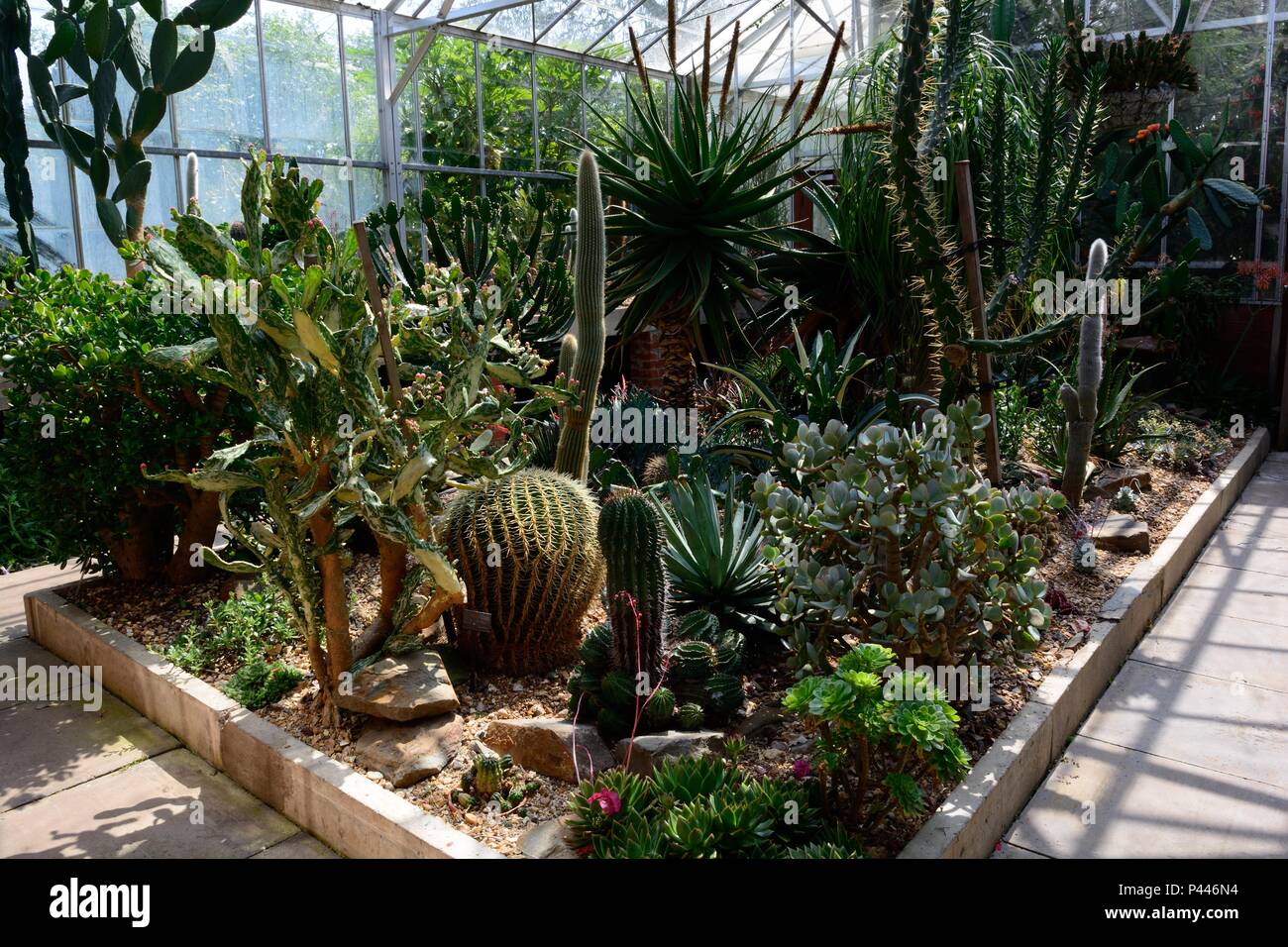 Cactus Garden in the Temperate House Singleton park Mumbles Swansea