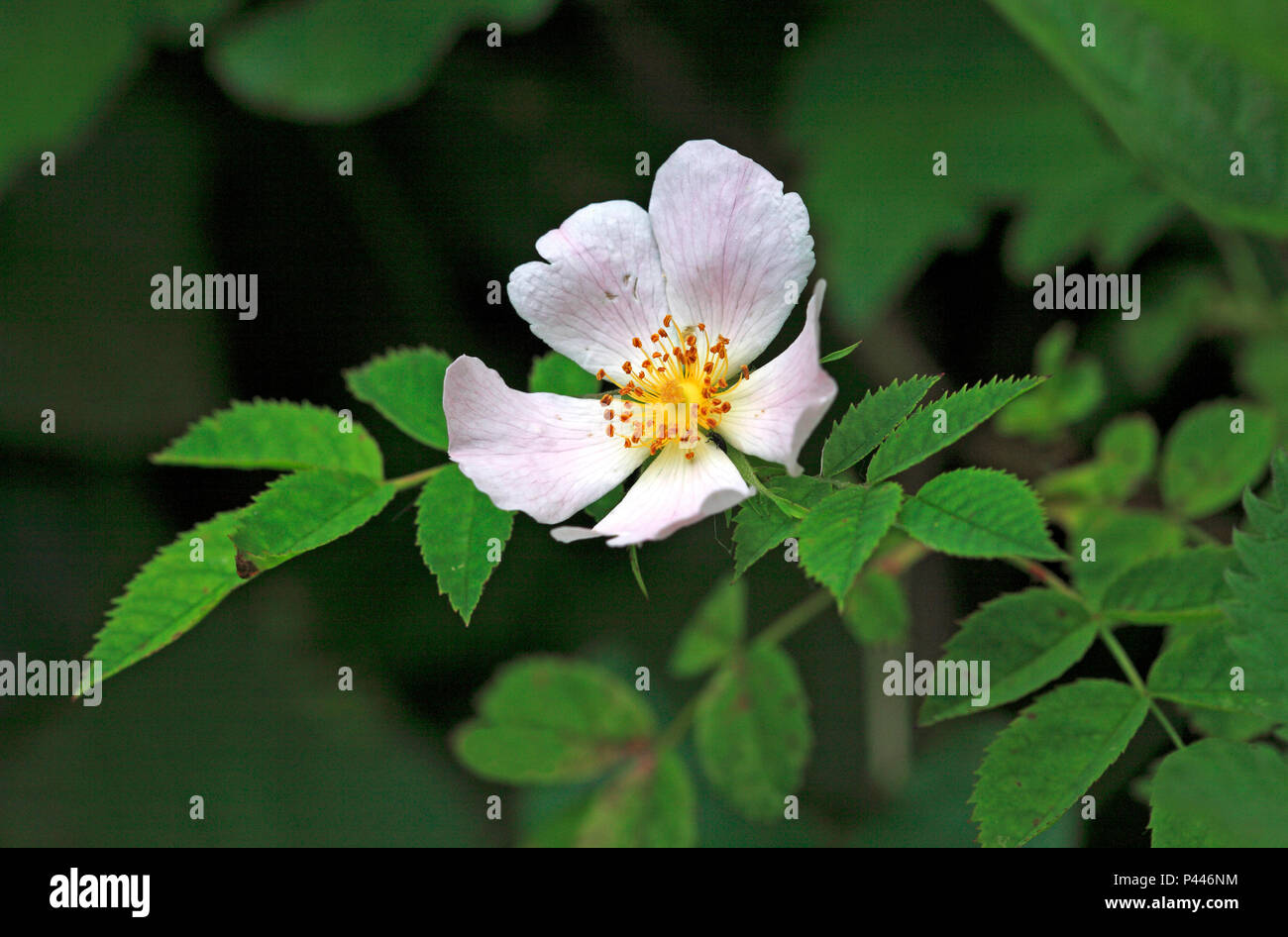England Dog Rose High Resolution Stock Photography and Images Alamy