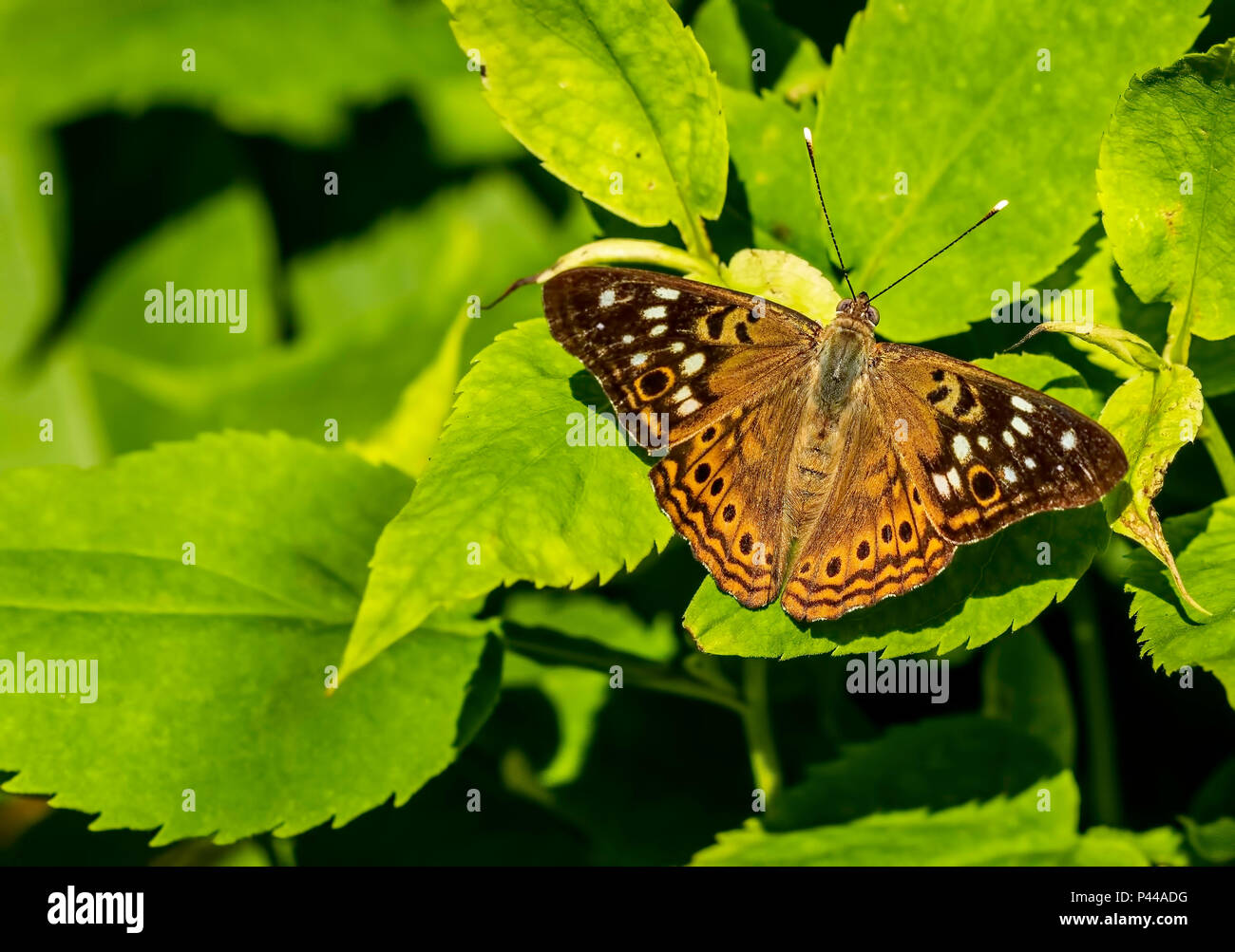 Hackberry emperor butterfly on a leaf. Stock Photo