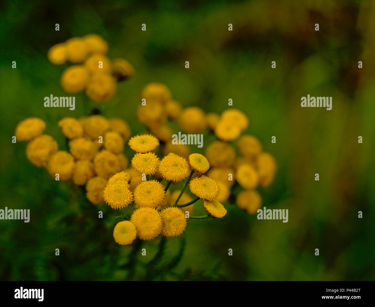 Yellow tansy flowers close up with bokeh background - Tanacetum vulgare Stock Photo