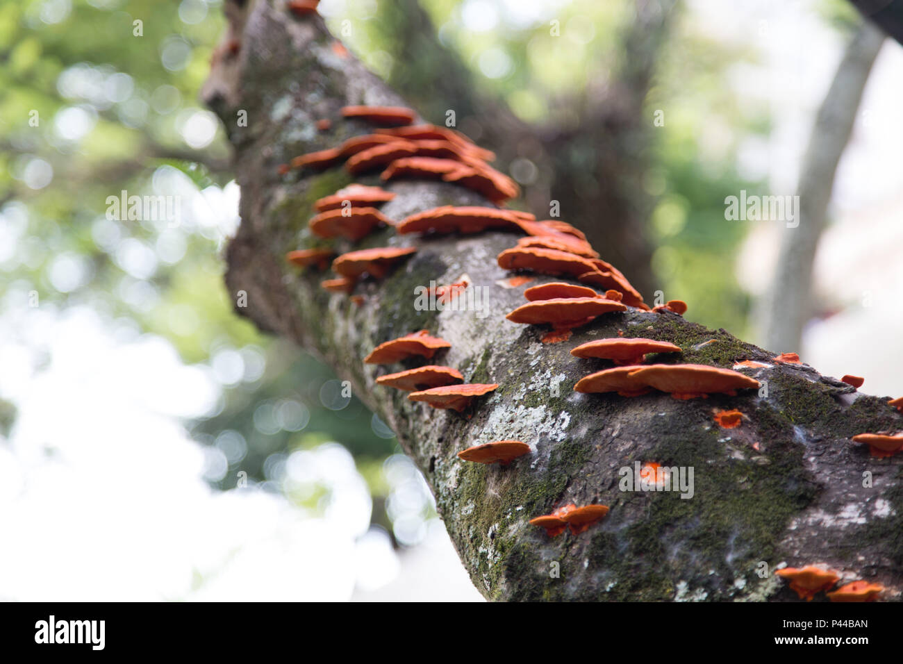 Fungo (Polyporus sanguineus ou Pycnoporus sanguineus) comumente conhecido como orelha-de-pau sobre um tronco. SÃƒO PAULO/SP, Brasil - 02/11/2013. Foto: AndrÃ© M. Chang / Fotoarena Stock Photo