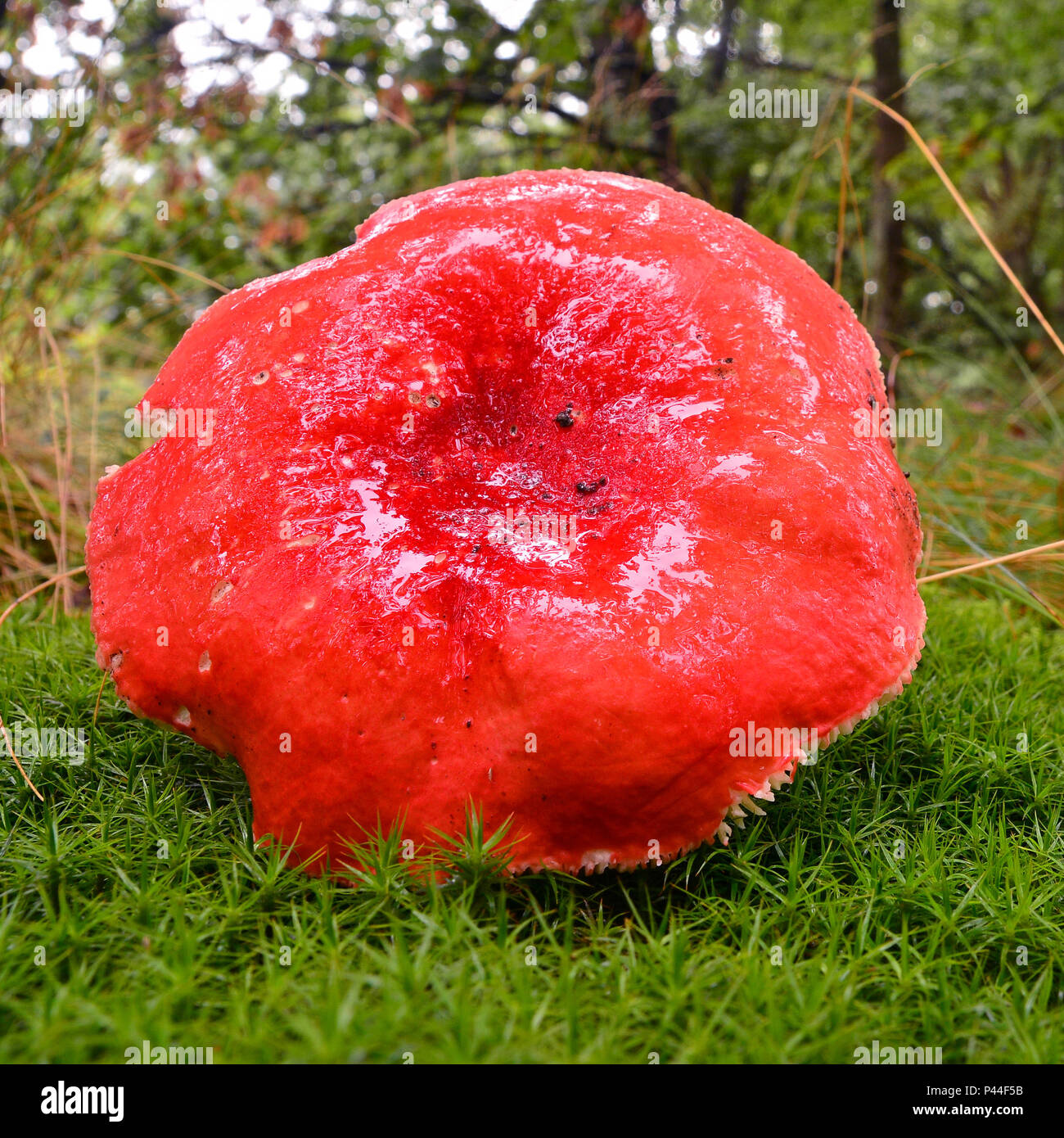 red cap of the russula sanguinaria mushroom, inedible Stock Photo
