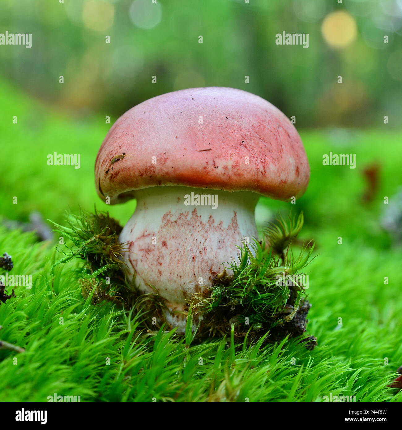 rare hygrophorus russula mushroom,  pinkmottle woodwax Stock Photo