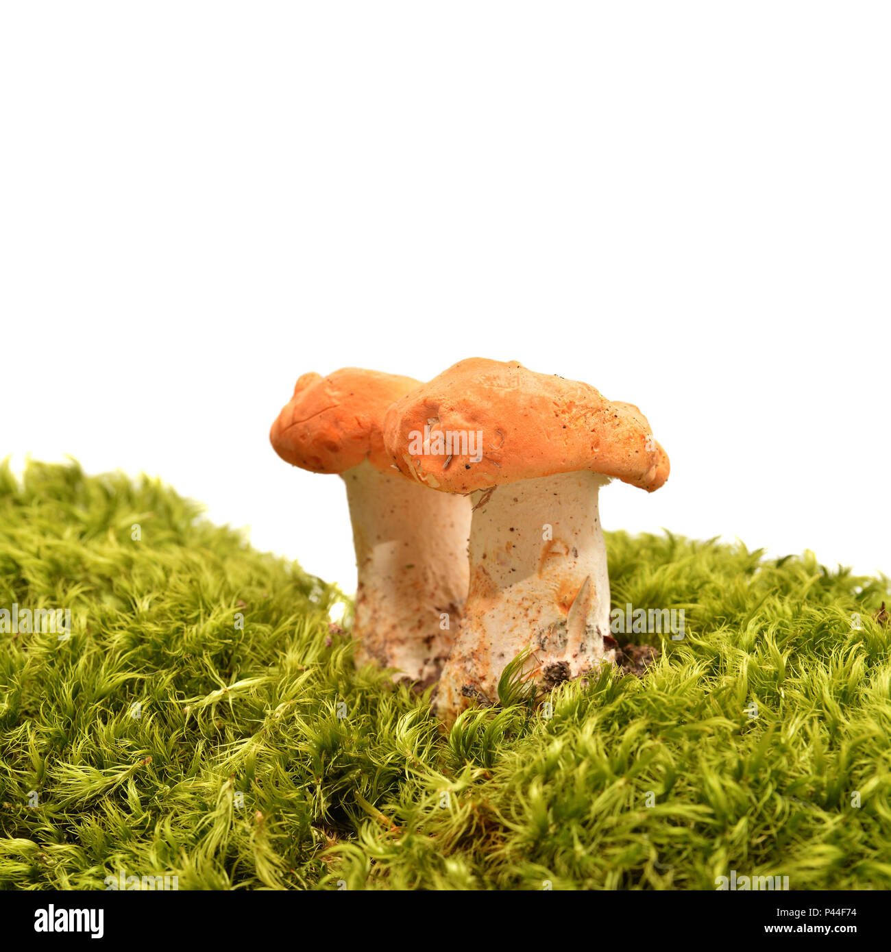 hydnum rufescens mushrooms over white background Stock Photo